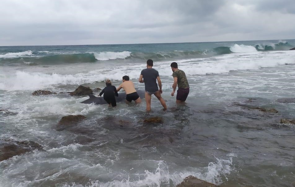 Τέσσερις διασώστες επιχειρούν να σπρώξουν στα βαθιά νερά μια φάλαινα ζιφιό που ξεβράστηκε κοντά στην ακτή της Κέρκυρας