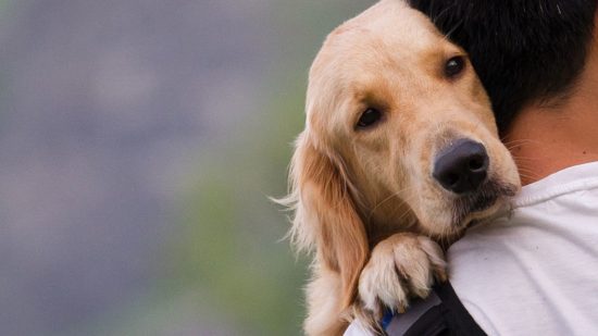 Συγκροτείται Ειδική Γραμματεία για την Προστασία των Ζώων Συντροφιάς