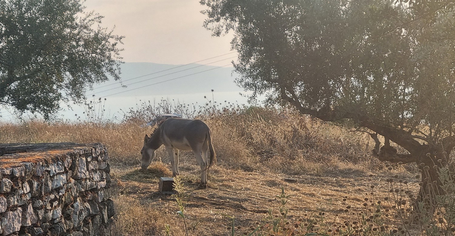 Ελιά, πέτρα, θάλασσα να από τι είναι φτιαγμένη η Μάνη. Σπάνιο να δεις γαϊδούρι.