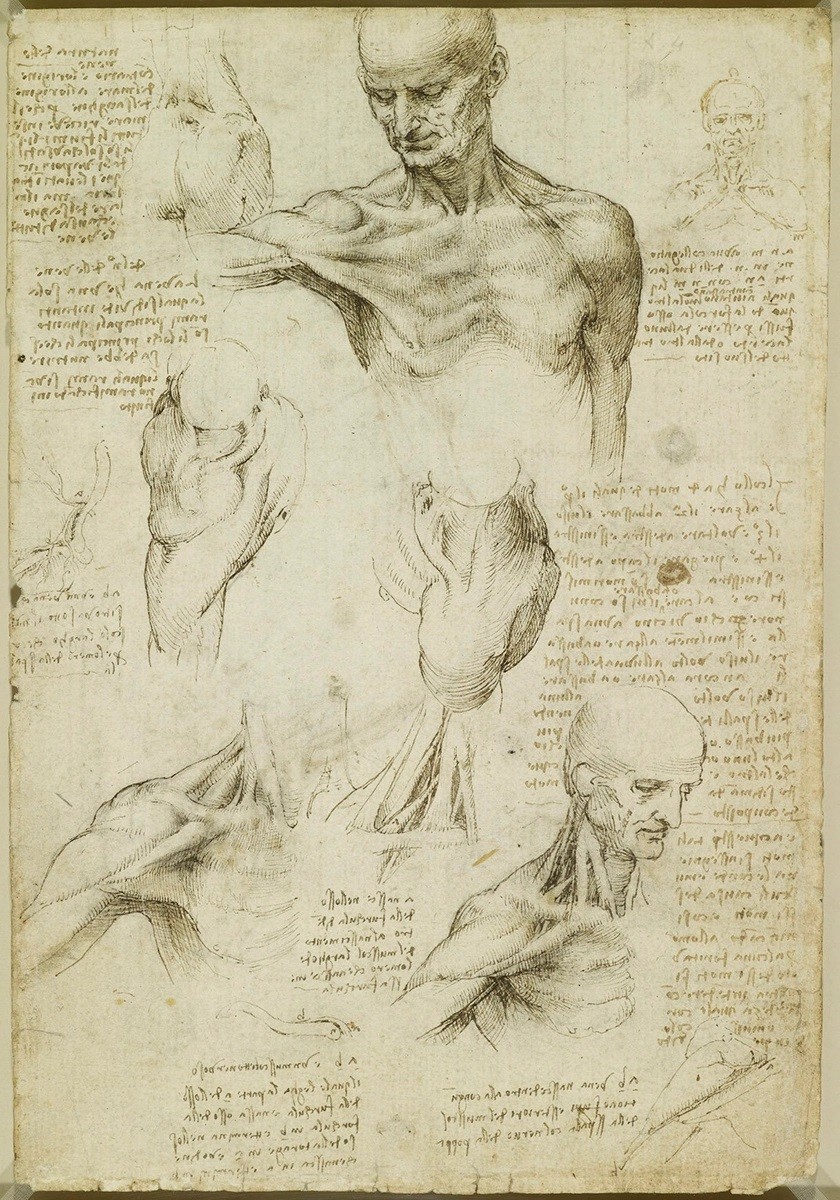 Λεονάρντο ντα Βίντσι «Ανατομία ώμου και λαιμού», περ. 1510