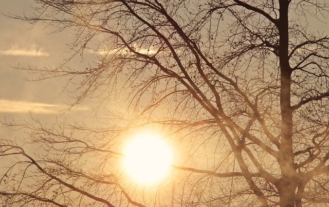 Ήλιος, δέντρο, καιρός, πρόγνωση καιρού