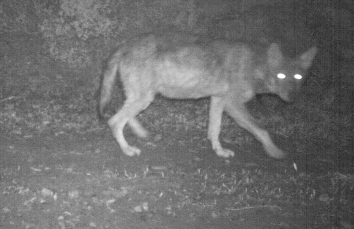 Λύκος Canis lupus από φωτοπαγίδα υπέρυθρης ακτινοβολίας, Credits: Δρ. Γιώργος Ηλιόπουλος, Περιβαλλοντική Οργάνωση Καλλιστώ