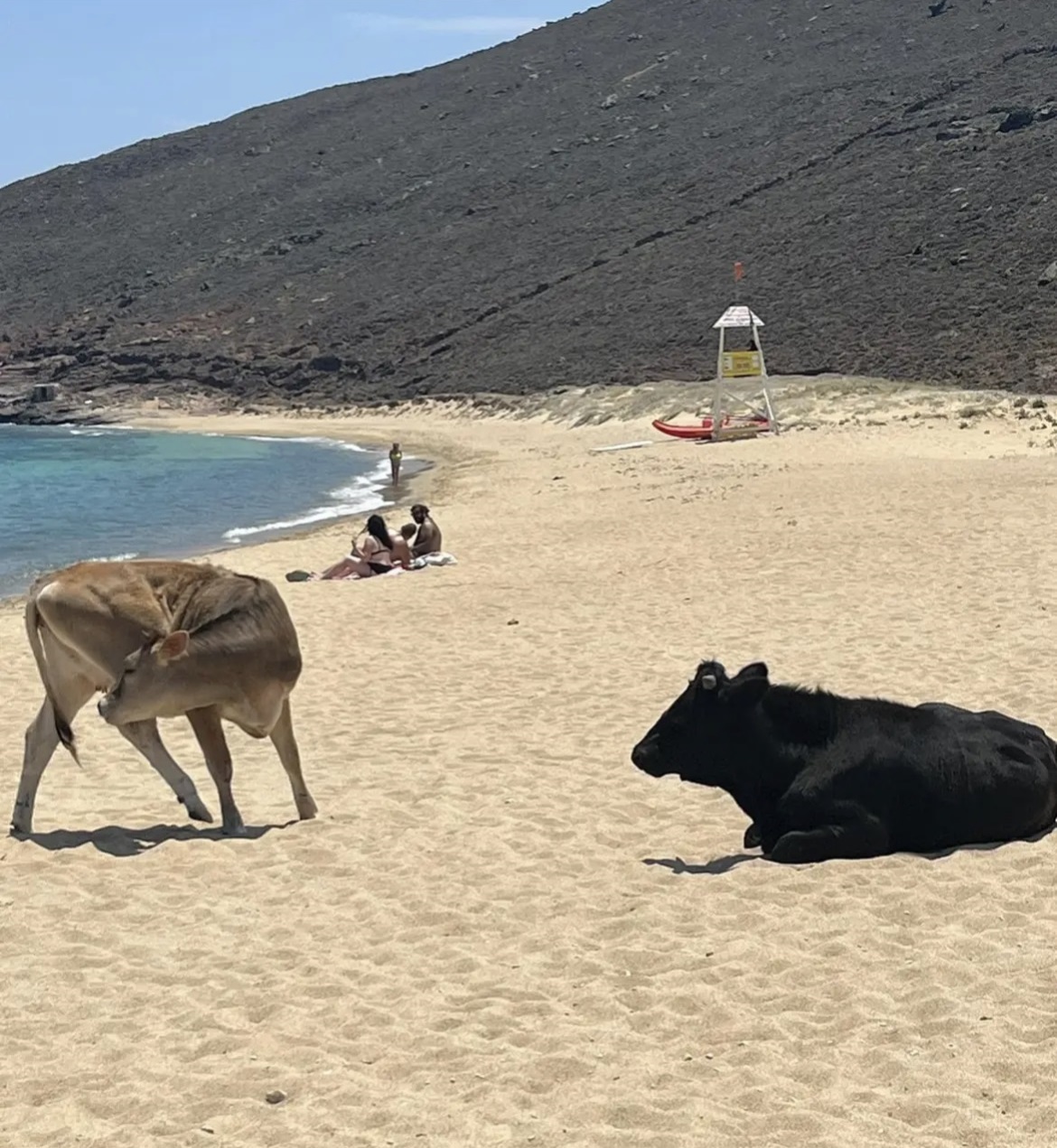Αγελάδες στην παραλία του Πάνορμου στη Μύκονο
