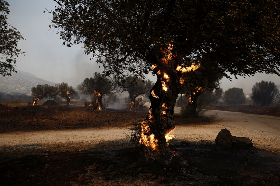 Φωτιά καίει ελαιόδεντρα κατά τη διάρκεια πυρκαγιάς στον Κουβαρά Αττικής, τη Δευτέρα 17 Ιουλίου 2023/ ΑΠΕ-ΜΠΕ/ΓΙΑΝΝΗΣ ΚΟΛΕΣΙΔΗΣ