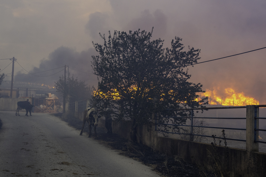 Κτηνοτρόφοι μεταφέρουν τα ζώα τους από την φωτιά που ξέσπασε στο Σέσκλο Βόλου, Τετάρτη 26 Ιουλίου 2023