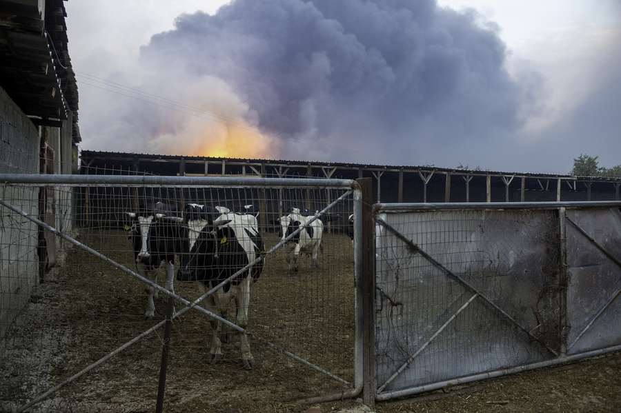 Αγελάδες δίπλα από εργοστάσιο που καίγεται κατά τη διάρκεια φωτιάς που ξέσπασε στο Σέσκλο Βόλου, Τετάρτη 26 Ιουλίου 2023.