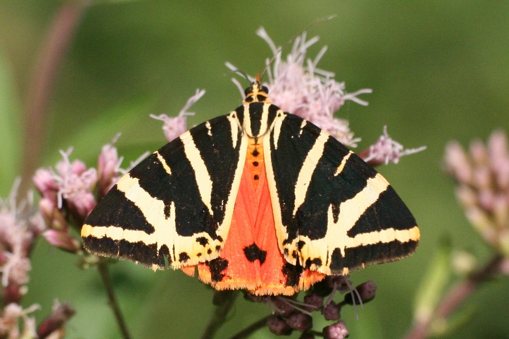 Euplagia Quadripunctaria Πεταλούδες Πάρος