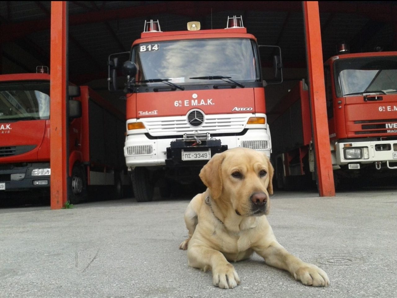 Ο σκύλος διασώστης της ΕΜΑΚ Μαξ μπροστά από πυροσβεστικά οχήματα