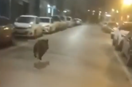 Απίστευτο κι όμως αληθινό! Αγριογούρουνα στο κέντρο της Θεσσαλονίκης – Δείτε το βίντεο