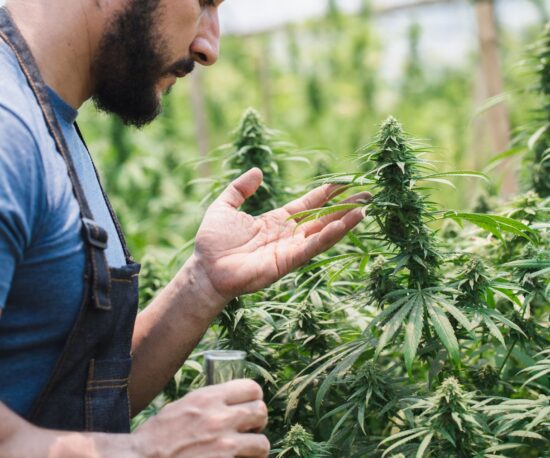 Παγκόσμια Ημέρα Κάνναβης – Ποια είναι η ιστορία της;