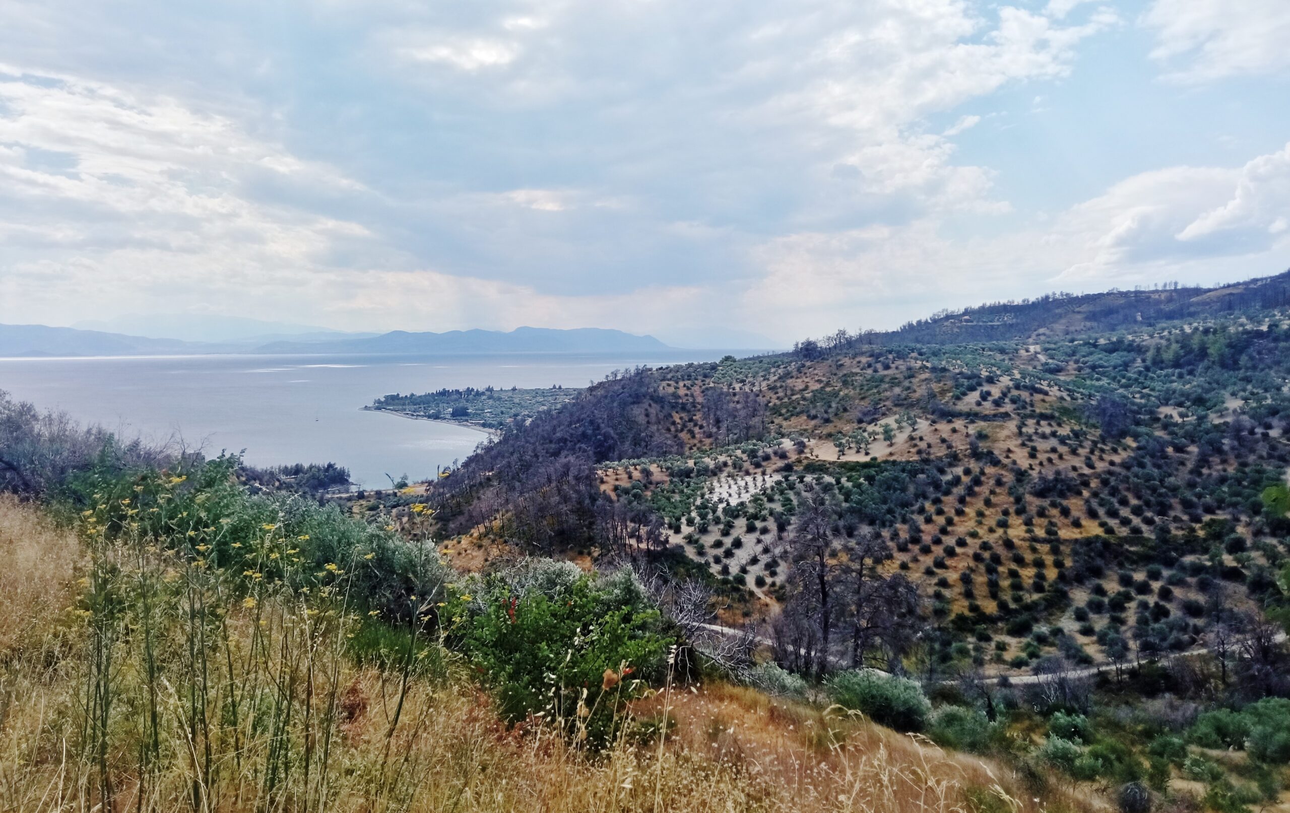 Καμένες εκτάσεις στη Βόρεια Εύβοια., όπου διαφαίνεται η φυσική αναγέννηση της φύσης. Φωτογραφία αρχείου, Αύγουστος 2023