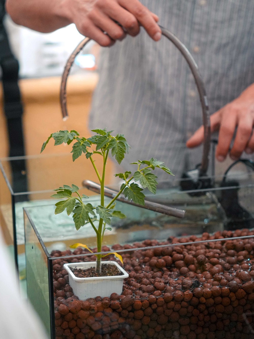 ΔΕΗ green stem project