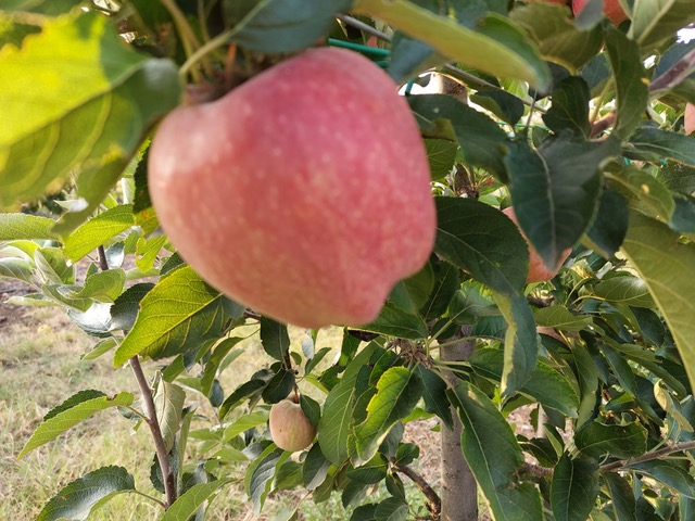 ΕΛΓΟ - ΔΗΜΗΤΡΑ