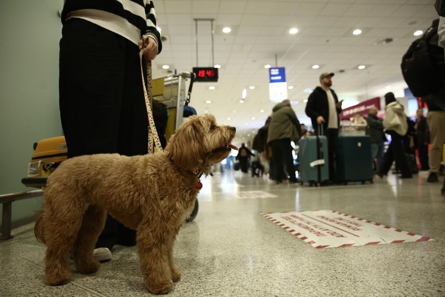 Έλληνες πολίτες από το Άμπου Ντάμπι με τα κατοικίδιά τους φτάνουν στο αεροδρόμιο Ελευθέριος Βενιζέλος στα Σπάτα, με ειδική πτήση για τον επαναπατρισμό τους που οργάνωσε το υπουργείο Εξωτερικών με πτήση της Aegean, Τετάρτη 18 Μαρτίου 2026.  ΑΠΕ-ΜΠΕ/ΑΠΕ-ΜΠΕ/ΓΙΑΝΝΗΣ ΚΟΛΕΣΙΔΗΣ