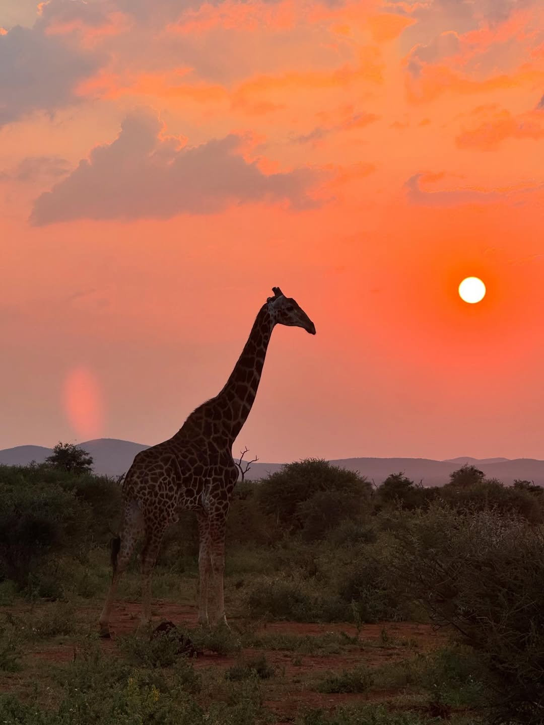 Μία καμηλοπάρδαλη στη Νότια Αφρική, με φόντο το ηλιοβασίλεμα / mariettachrousala, Instagram