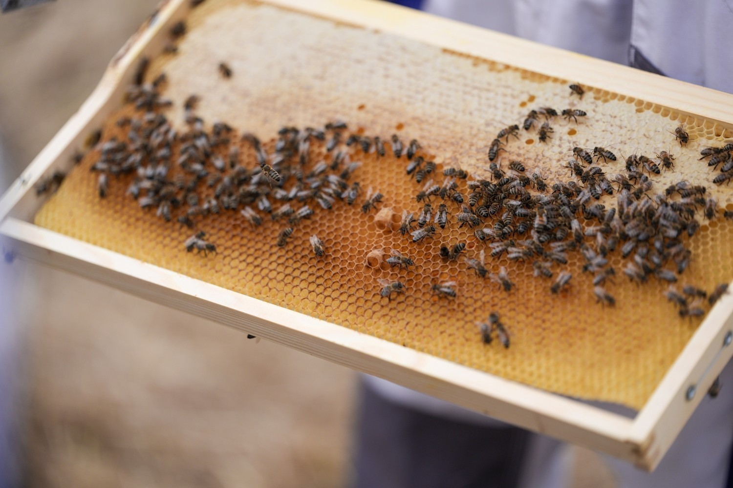 AEGEAN: Η βιωσιμότητα στην πράξη μέσα από το “Bee the Change”