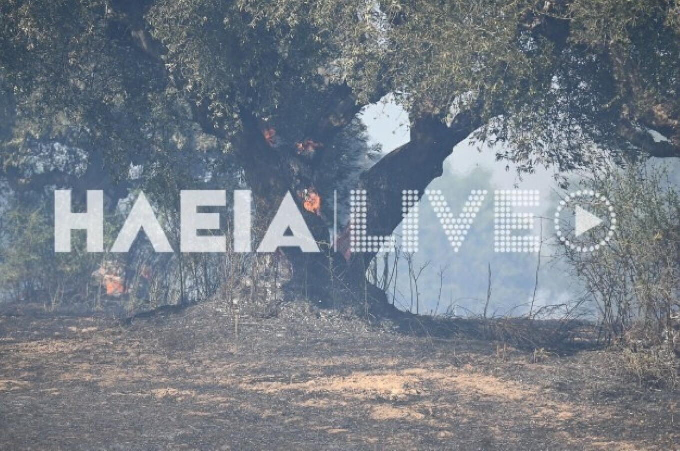 πηγή: ilialive.gr