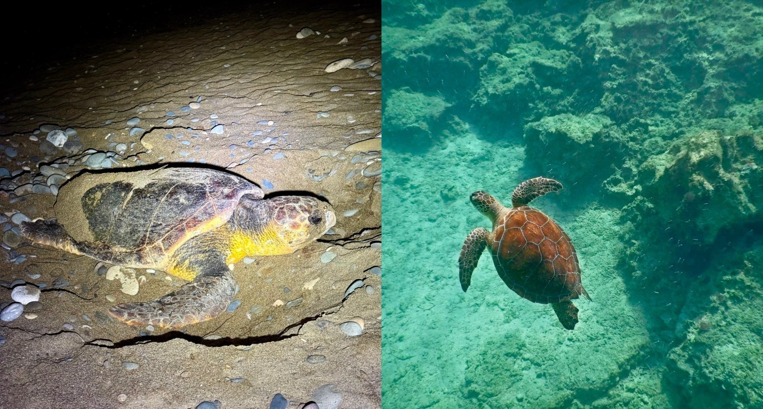 Χελώνες Caretta caretta