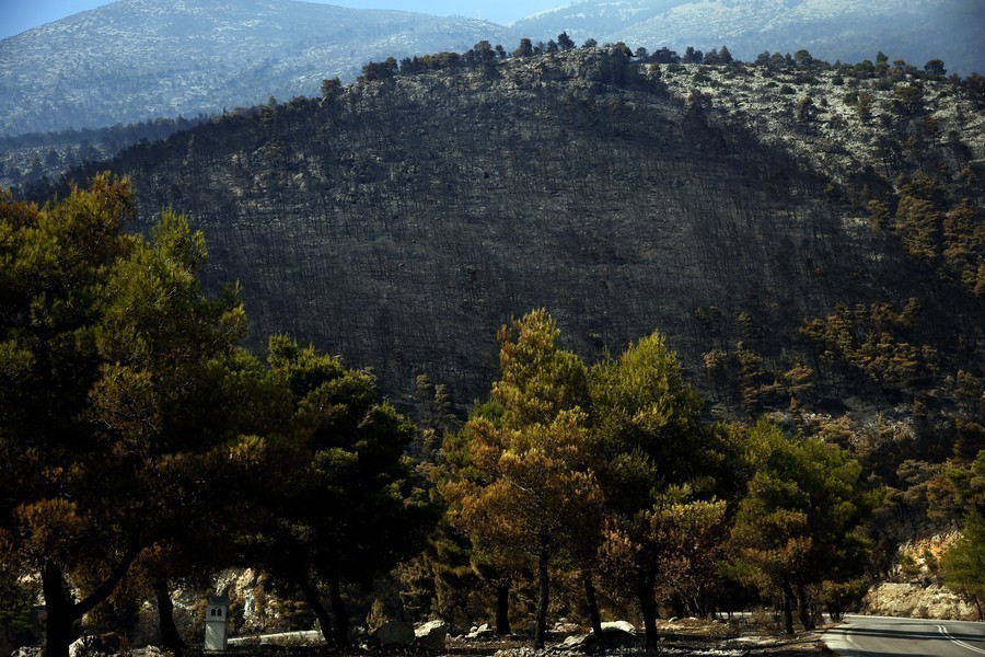 Καμένη δασική έκταση στο Πόρτο Γερμενό